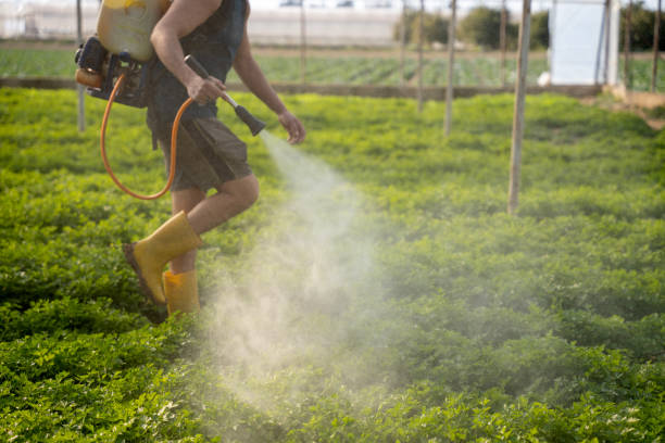 Professional Pest Control in Kahuku, HI
