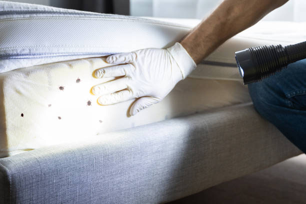 Best Flea Control Services  in Kahuku, HI