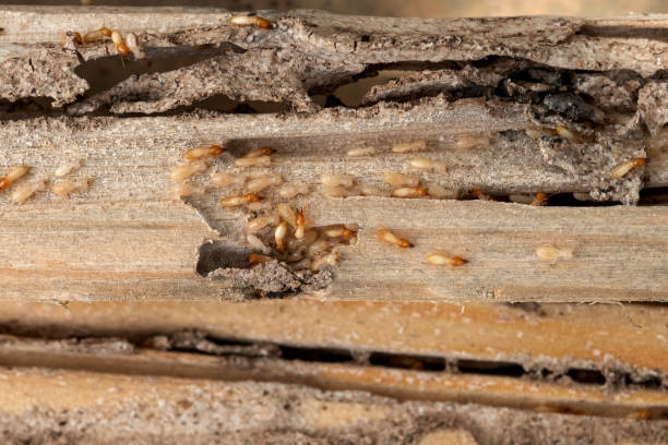Best Mosquito Control Services  in Kahuku, HI